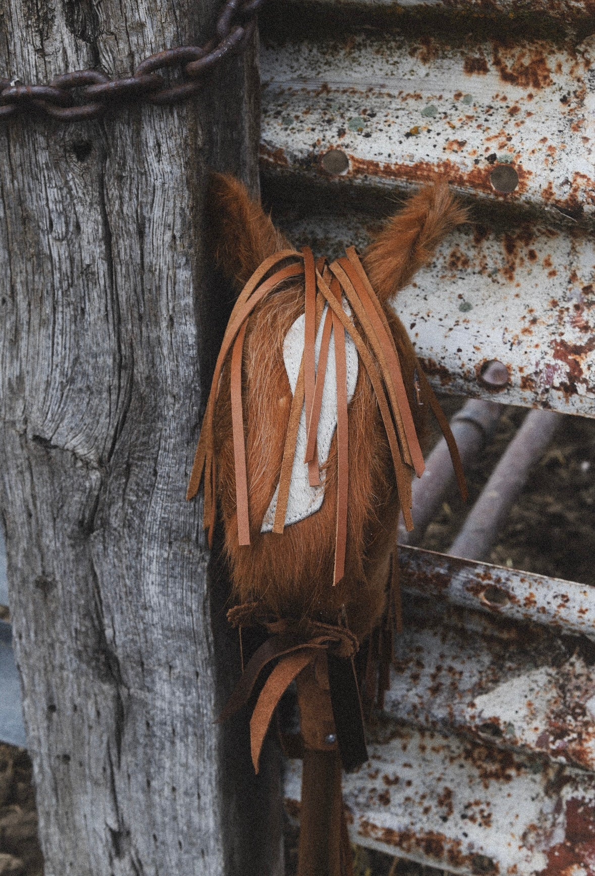 Cricket! Cowhorse